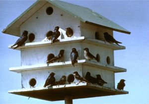 Multi Family Bird House Plans Multi Level Birdhouse Plans House Plans