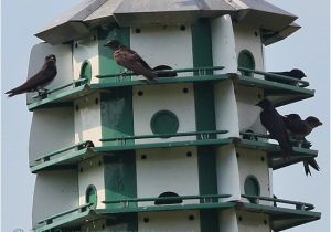 Multi Family Bird House Plans Multi Unit Birdhouse Plans Sable77opl