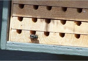 Orchard Mason Bee House Plans Diy Mason Bee House Plans
