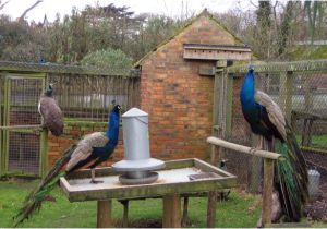 Peacock Housing Plans File Peacock Enclosure Upton Country Park Geograph org