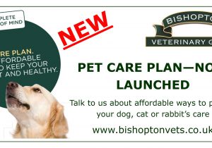 Pets at Home Pet Care Plan Bishopton Vets New Pet Care Plan Can Benefit You and Your Pet