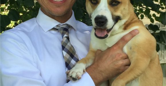 Pets at Home Science Plan Pets at Home Science Plan Beautiful Animal Medical Center