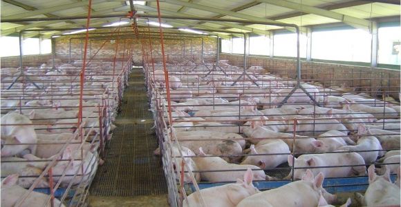 Pig Housing Plans Pig Pens Designs