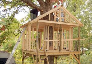 Plans for A Tree House Tree House Plans