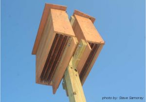 Plans for Building A Bat House the Benefit Of Bats In the Landscape