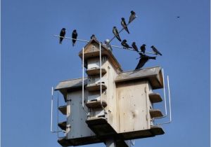 Plans for Purple Martin House 17 Best Ideas About Purple Martin House Plans On Pinterest
