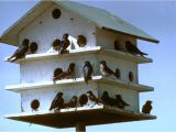 Quail House Plans Free Awesome Dove Bird House Plans New Home Plans Design