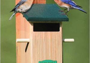 Sparrow Resistant Bluebird House Plans Duncraft Com Duncraft Sparrow Resistant Bird House