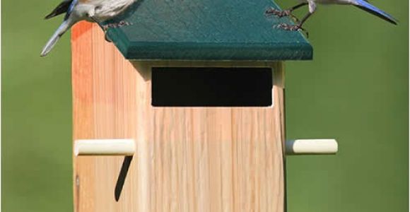 Sparrow Resistant Bluebird House Plans Duncraft Com Duncraft Sparrow Resistant Bird House