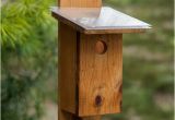Sparrow Resistant Bluebird House Plans Photo Bird House Plans for Sparrows Images Home Garden