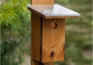 Sparrow Resistant Bluebird House Plans Photo Bird House Plans for Sparrows Images Home Garden
