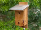 Sparrow Resistant Bluebird House Plans Sparrow Bird House Plans