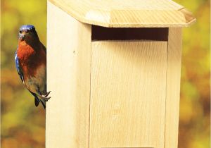 Sparrow Resistant Bluebird House Plans Sparrow Resistant House