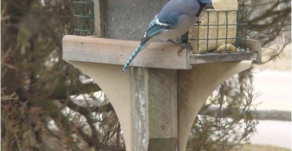 Squirrel Proof Bird House Plans Squirrel Baffle Bird Feeder Plans and Squirrel Proof Bird