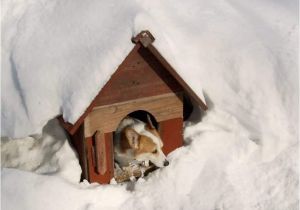 Winter Dog House Plans Winter Dog House Plans Escortsea
